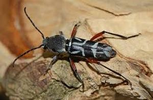 uploads/images/pest/coffee stem borer.jpg